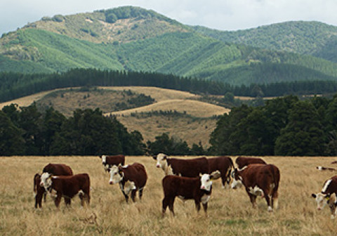 cattle on a field