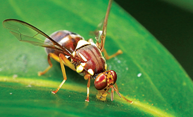 Fruit fly on a leaf.