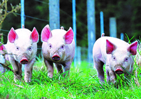 pigs