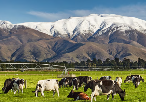 Cows on a field with a snow-capped mountain in the distance