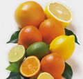 Plant imports work programme