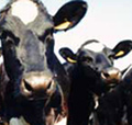 What is ACVM all about?