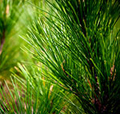 Permanent Forest Sink Initiative