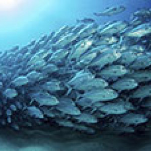 Bait ball of trevally fish underwater