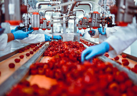 Modern Food Plant Teeming With Work While Workers Sort Cherry Peppers For Cheese Stuffing