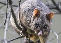 200x140 Possum