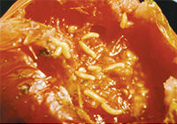 Spoiled fruit with skin peeled back to show fly larvae.