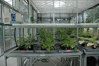 Glasshouse unit with plants