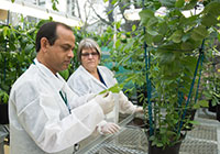 Plants being checked by scientists in PEQ glasshouse