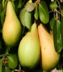 pears on tree