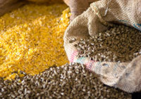 bags of corn animal feed