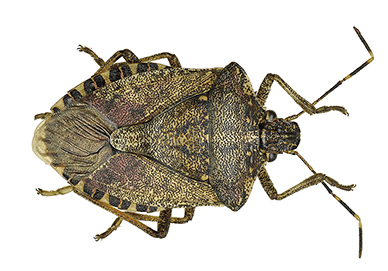 A brown marmorated stink bug.