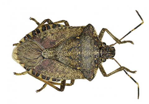 Brown marmorated stink bug on white background