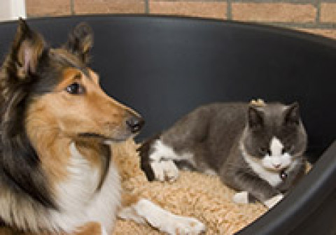 dog and cat in basket