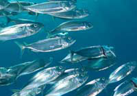 fish school in blue ocean