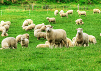 sheep flock in a field