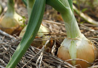onions on top of ground