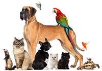 All other pet exports