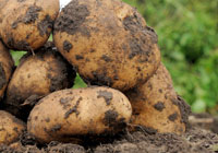 potatoes on top of ground