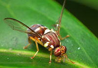 Queensland fruit fly on leaf.