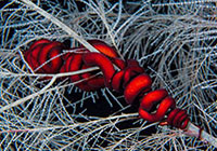 Snake star on black coral