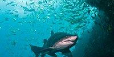 shark swimming in light ocean beneath a school of fish