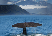sperm whale nz fin tail200x140