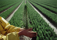 tree nursery worker holding seedling