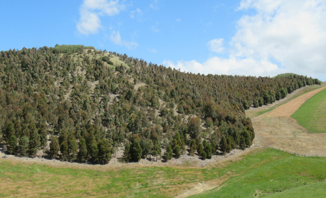 Eucalypt trial block on Avery property