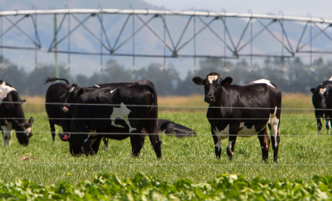 cow banner 2000x550