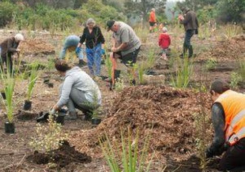 People planting native plants.