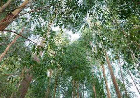 Bottom up view of forest trees.