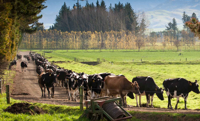 A herd of cows on a farm
