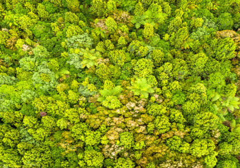 Aerial view of dense forest canopy.