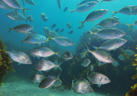School of fish underwater.