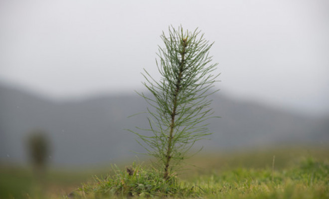 sapling FitMaxWzkzMCwzMzZd