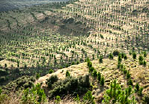 Young pine trees on hillside.