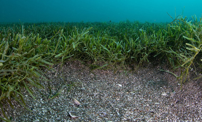 A mat of exotic caulerpa seaweed on the seafloor