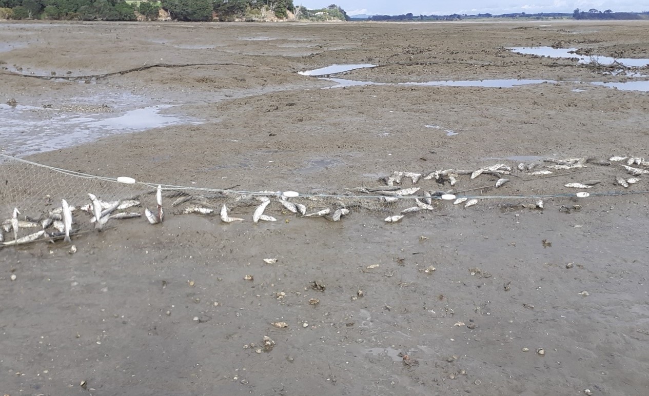 Sandy beach with a net stretched out fill of fish