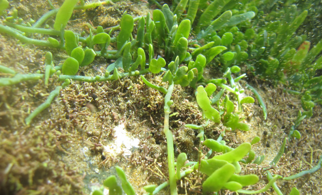 Caulerpa underwater.