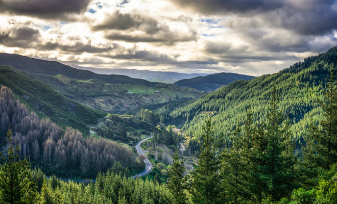 Pine forest in hilly landscape with windy road in the valley.