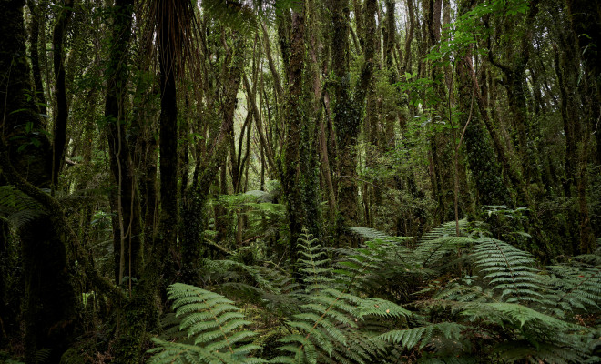 New Zealand forest with fern bush.