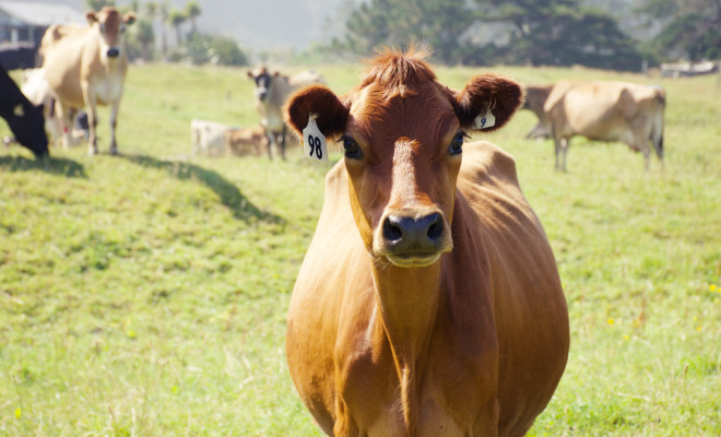 Brown cow looking at camera.