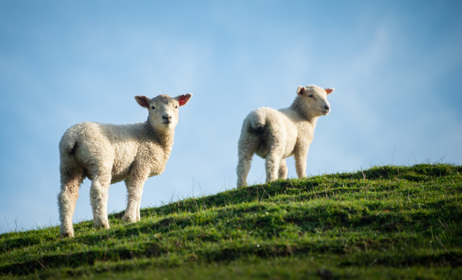 Two lambs standing on a hill