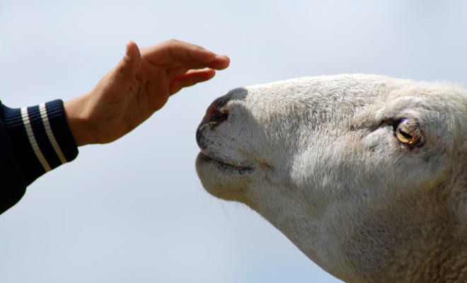 Hand about to pet sheep head.