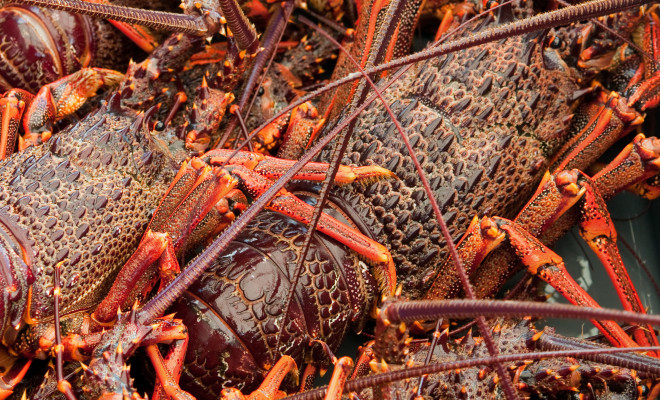 Close-up of crayfish.
