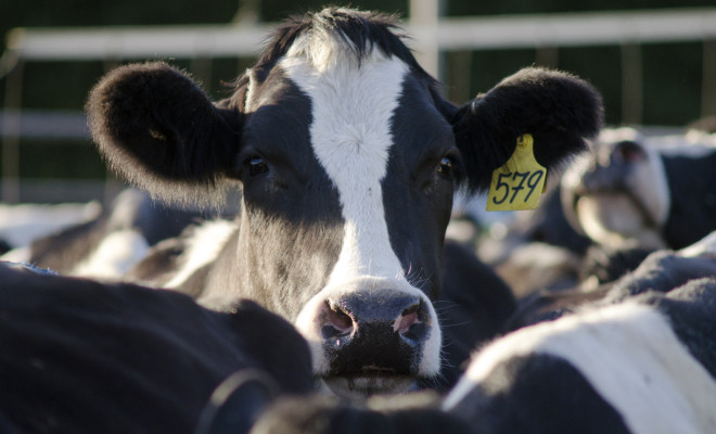 Black and white dairy cow with a tracing tag on its ear.