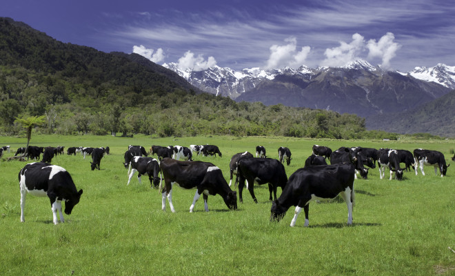 Herd of cows grazing