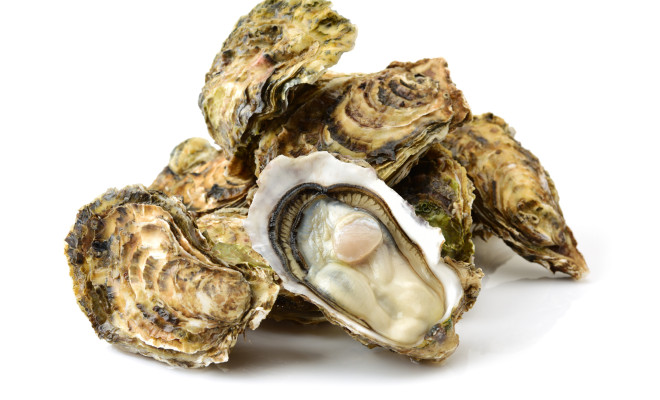 A bunch of oysters
