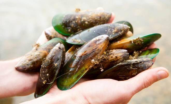 Hands holding bunch of green-lipped mussels.